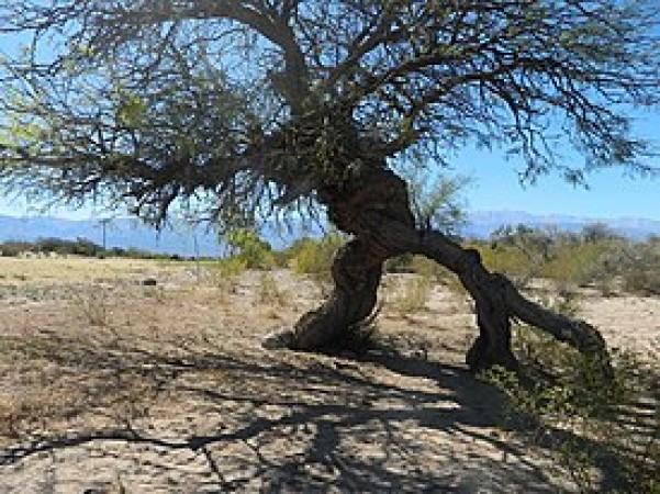 PROVINCIA DE LA RIOJA, VENDO 10 HECTAREAS EN 5 FRACCIONES DE 2 HECTAREAS CADA UNA (precio rebajado)